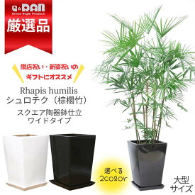 ＼ポイント5倍／【厳選産直】観葉植物 大型 シュロチク（棕櫚竹）高さ約160cm前後 10号サイズ スクエアワイド陶器鉢 白 黒 選べる鉢 管理説明書 受皿付き 肥料小袋プレゼント寒さに強い ヤシの木の仲間 コシュロ 日陰 アジアンテイスト 和モダン【数量限定販売】 厳選