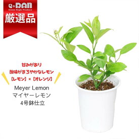 【数量限定販売】 花芽付 レモンの木 マイヤーレモン 4号鉢 高さ約25～35cm 南信州レモン 果樹 苗木 庭木 植木 れもん 鉢植え 檸檬の木 丸いレモン 樹畑 花壇 鉢植え 観葉植物 柑橘 庭木 記念樹 Meyer Lemon