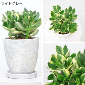 ＼ポイント2倍／【数量限定販売】多肉植物 金のなる木 きらめき 高さ約25～35cm エッグセメントポット 6号サイズ 選べる鉢 多肉 斑入 カゲツ 紅葉 夏型 クラッスラ コインツリー 丸い葉 かねのなるき カネノナルキ キラメキ 小鉢 観葉植物 花 母の日 父の日 早割