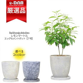 人気のハーブ 沢山の花芽付 レモンマートル 高さ約60cm前後 エッグセメントポット 7号サイズ 父の日ギフト 【数量限定販売】花 ギフト ガーデン 観葉植物 ハーブ アロマ 苗 レモンよりレモンの香りがする植物 ハーブティーとして有名 レモンマートルハーブティー