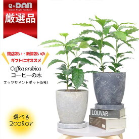 ＼ポイント5倍／【数量限定販売】観葉植物 父の日ギフト おしゃれで人気 コーヒーの木 エッグセメントポット 6号サイズ 高さ約45cm前後 アラビカ種 アラビカ コーヒーノキ 苗 ガーデン DIY カフェ シンボルツリー 新築祝い 事務所移転祝い 開店祝い 珈琲 豆 Coffea arabica