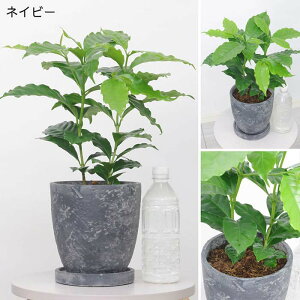 yʌ̔z ŐlC R[q[̖ GbOZg|bg 6TCY 45cmO ArJ ϗtA ArJ R[q[mL c K[f DIY JtF V{c[ Vzj