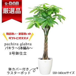 ϗtA ^ pL 8 130`140cm 5{҂ 8TCYyʌ̔zIׂ锫Jo[ I ς ˂ ĈՂ pL  S  ̂ D 󂯎Mt ҂