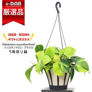 yʌ̔zϗtA ݂锫 tBfh uW 5݂蔫Ǘ 엿܃v[g ILVJWE nMO tBfBh Philodendron oxycardiumeBrazilf 鐫