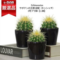 楽天市場】サボテン 金鯱（サイズ（花束・観葉植物・盆栽）ミニ 