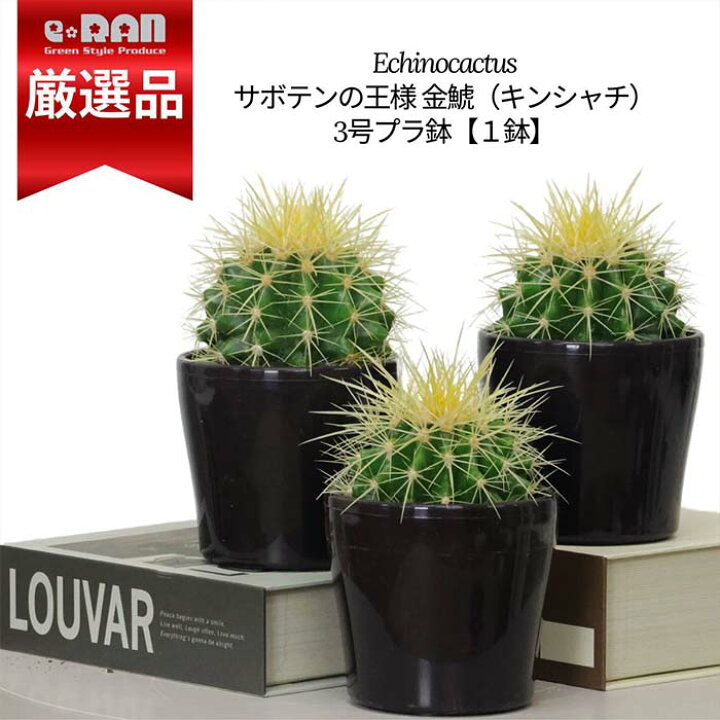 楽天市場】サボテン 金鯱（キンシャチ）3号鉢 ブラックパープル 単品1 