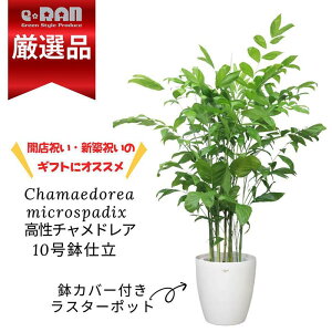 【数量限定】観葉植物 高性チャメドレア・ミクロスパディクス 10号鉢 高さ約150cm〜160cm前後 選べる鉢カバー 大型 コウセイチャメ 高性チャメ ヤシの木 室内向け 寒さに強い ヤシ系 トロピカ