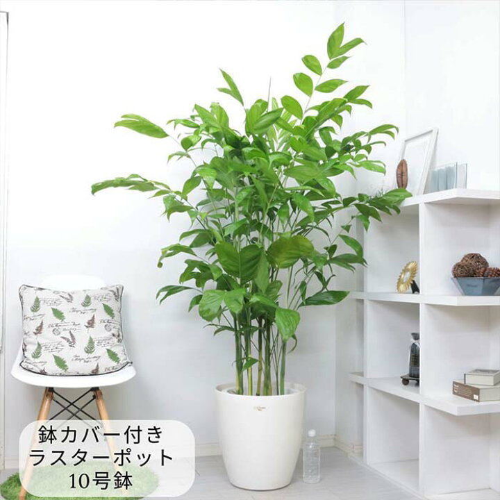 楽天市場】人気 高性チャメ 10号鉢 大型 観葉植物【数量限定販売】高さ 