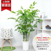 楽天市場】大型観葉植物の通販