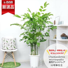 【数量限定】観葉植物 高性チャメドレア・ミクロスパディクス 10号鉢 高さ約150cm〜160cm前後 選べる鉢カバー 大型 コウセイチャメ 高性チャメ ヤシの木 室内向け 寒さに強い ヤシ系 トロピカル