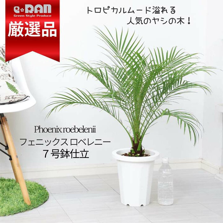 楽天市場】【限定数販売品】観葉植物 ヤシ フェニックス ロベレニー 7 