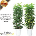 ＼ポイント5倍／厳選産直 ホンコンカポック 10号鉢 選べる品種 高さ約150〜160cm前後 受皿付 シェフレラ フイリ 黄斑入り ホンコンカポック 青 緑 黄 観葉植物 大型 自然樹形仕立 ボサ仕立 アルボリコラ 美しい斑入り オクトパス 育てやすい【数量限定販売 】