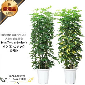 厳選産直 ホンコンカポック 10号鉢 選べる品種 高さ約150〜160cm前後 受皿付 シェフレラ フイリ 黄斑入り ホンコンカポック 青 緑 黄 観葉植物 大型 自然樹形仕立 ボサ仕立 アルボリコラ 美しい斑入り オクトパス 育てやすい【数量限定販売 】