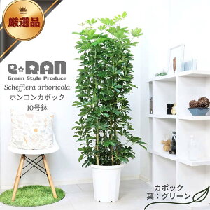 IY zRJ|bN 10 Iׂi 150`160cmO Mt VFt tC  zRJ|bN    ϗtA ^ R`d {Td A{R 