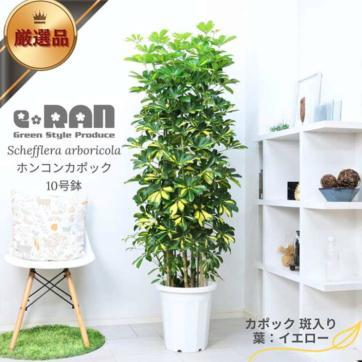 楽天市場】厳選産直 ホンコンカポック 10号鉢 選べる品種 高さ約150  