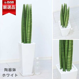 サンスベリア スタッキー 観葉植物 高さ約80〜90cm前後 選べるスクエア陶器鉢 受皿付き 7号サイズ 【数量限定販売】 極太 人気 開店祝い 新築祝い 白 黒 キリンドリカ ツツチトセラン 棒状
