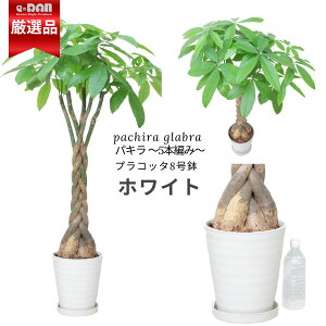 _N[|&|Cg^̂܂܏ pL 8 130`140cm^Cv Ǘ Mt 엿v[g Iׂ锫F   ϗtA lC  ς 5{҂ ^ ^  