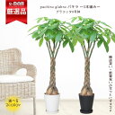 パキラ 観葉植物 8号鉢 高さ約130～140cm 5本編み 選べる鉢色 受皿付き そのまま飾れる 大型 室内 リビング オフィス 育てやすい 管理説明書付き 開店祝い 新築祝い ギフト 発財樹 マネーツリー【限定数販売品】