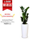 ＼ポイント5倍／観葉植物 ザミオクルカス レイヴン 陶器鉢 高さ約80cm前後 受皿付 7号サイズ【限定数販売品】管理説明書付き 肥料小袋プレゼント 白い鉢 金銭樹 Zamioculcas"Raven" 肉厚な葉 ザミア耐陰性 サトイモ科 半日蔭 多肉植物 金運アップ 育てやすい植物 厳選