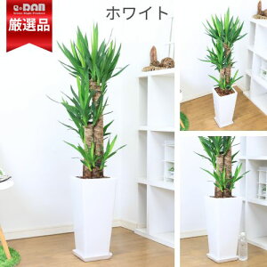 yʌ̔z ϗtA ^ bJ Gt@eByX 9TCY 130`140cm IׂXNGAO픫   lC̃X^CbVȐN̖ Ǘ Mt 엿܃v