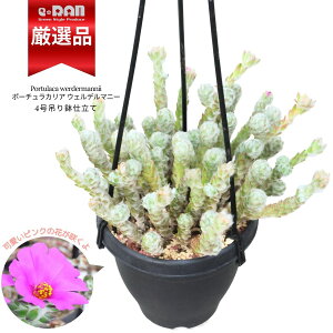 yʌ̔zA |[`JA EFf}j[ ԉt 4݂蔫  Ǘ 엿܃v[g Č^  ؗ Portulaca werdermannii ϗtA Xxq rU[