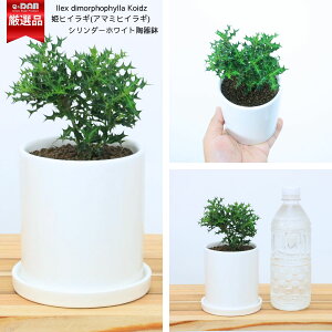 �P�q�C���M(�A�}�~�q�C���M) ���픫 �� ������20cm�O��y���ʌ���̔��zIlex dimorphophylla Koidz ���`�m�L �q���q�C���M �����A�v �����A �P�A �����哇���p�x���Y �R�쑐 �~�� �q�C���M ���悯 �c