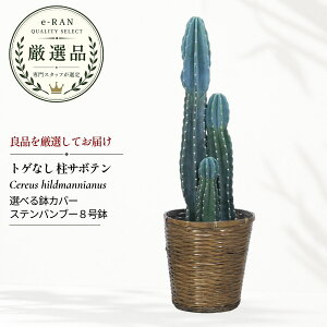 柱サボテン 鬼面角」の人気商品一覧・価格比較 - 価格.com