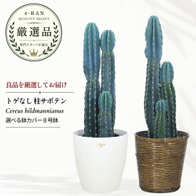 柱サボテン トゲなし 3株仕立て 8号鉢 観葉植物 多肉植物 選べる鉢カバー キメンカク 鬼面角 Cereus hildmannianus ケレウス ヒルメニアナス ドライガーデン 新築祝い 開店祝い ギフト 数量限定販売