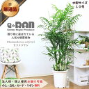 人気の セフリジヤシ 10号鉢【限定数販売】観葉植物 大型【カマエドレア チャマエドレア セフリジー カイエンナッツ 育て易い 人気 ヤシの木 竹のような姿 空気清浄化 ギフト 南国 グリーン アジアン 開店祝い】 厳選
