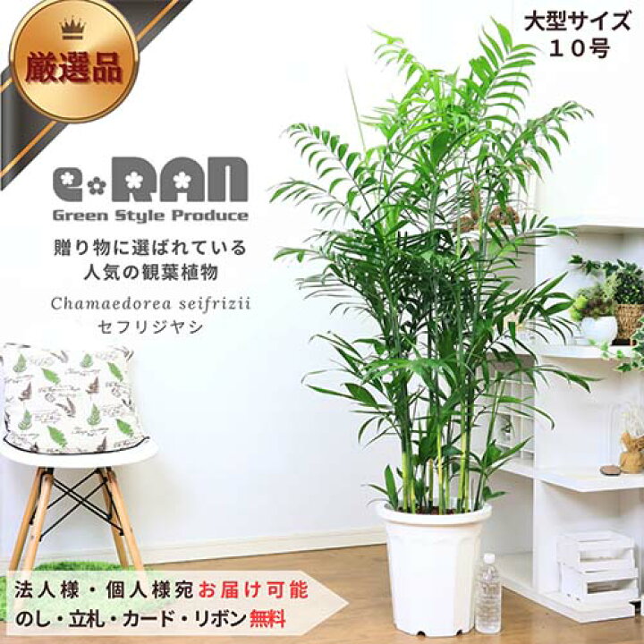 楽天市場】人気の セフリジヤシ 10号鉢【限定数販売】観葉植物 大型 