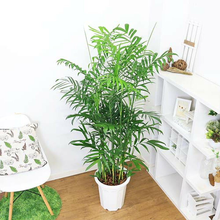 楽天市場】人気の セフリジヤシ 10号鉢【【限定数販売】観葉植物 大型 