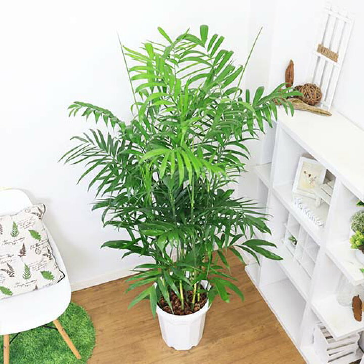 楽天市場】人気の セフリジヤシ 10号鉢【【限定数販売】観葉植物 大型 