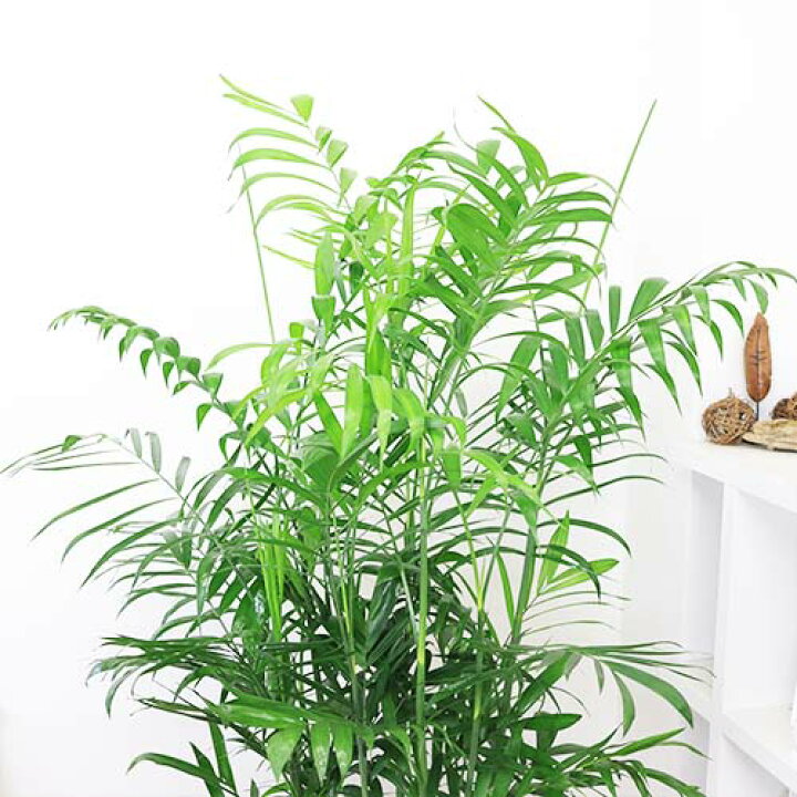 楽天市場】人気の セフリジヤシ 10号鉢【【限定数販売】観葉植物 大型 