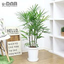 ＼ポイント5倍／人気のシュロチク8号鉢 （棕櫚竹）管理説明書 受皿付き 肥料小袋プレゼント 観葉植物【限定数販売品】【寒さに強い植物 ヤシの木の仲間 コシュロ 日陰 アジアンテイスト 和モダン 中型 開店祝い 新築祝い 洋風インテリア 和風インテリア】 厳選