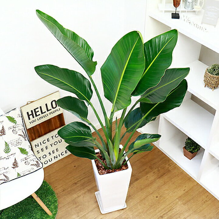 9424円 輸入 観葉植物 ストレリチア オーガスタ 130cmタイプ 高級陶器鉢 写真のよう