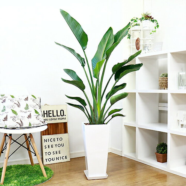 楽天市場】人気のストレリチア オーガスタ 2株仕立 高級陶器鉢 白 黒  