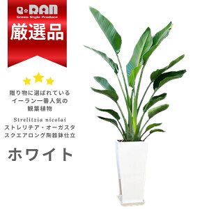 lC̃Xg`A I[KX^ 2d 140cm`150cmO 픫 IׂJ[  Ǘ Mtyʌ̔z ϗtA ^ oVE Xg`A Strelitzia nicolai 