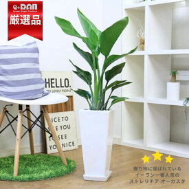 人気 ストレリチア オーガスタ 株立 高さ約100cm前後 選べるスクエアロング高級陶器鉢 白 黒 選べるマルチング 【数量限定販売】 観葉植物 バショウ科 ストレリチア属 Strelitzia nicolai ニコライ 天国の鳥 パラダイス 瑠璃極楽鳥花 厳選