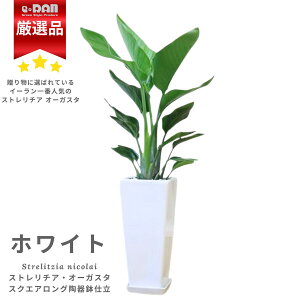 lC Xg`A I[KX^  100cmO IׂXNGAO픫   Iׂ}`O yʌ̔z ϗtA oVE Xg`A Strelitzia nicolai jRC