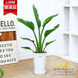 ϗtA Xg`A I[KX^ 6 60cmO zCgOv  ^  XlC c Ă₷ Mt oVE Xg`A Strelitzia nicolai jRC V̒