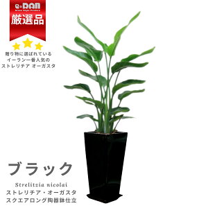 lC̃Xg`A I[KX^ 픫 Iׂ锫J[   120cm`130cmO ^yʌ̔zǗ Mt 엿܃v[g oVE Strelitzia nicolai jRC V