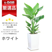 楽天市場】観葉植物 オーガスタ 150の通販