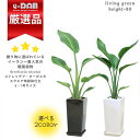 【数量限定販売】 ストレリチア オーガスタ 高さ約80cm スクエア陶器鉢 選べるカラー 白 黒 管理説明書 受皿付き 肥料小袋プレゼント バショウ科 ストレリチア属 Strelitzia nicolai ニコライ 天国の鳥 パラダイス 瑠璃極楽鳥花 観葉植物 厳選