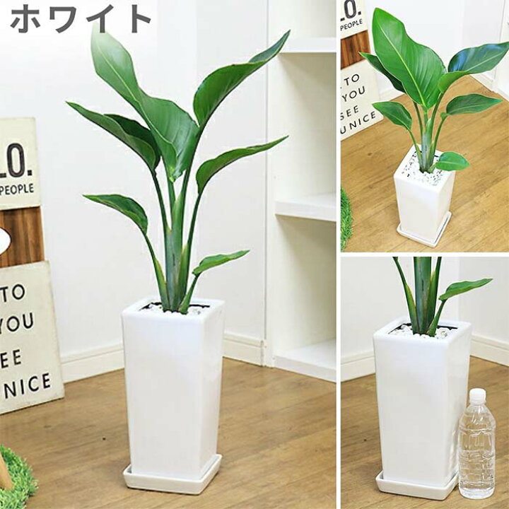 楽天市場】【数量限定販売】 ストレリチア オーガスタ 高さ約80cm 