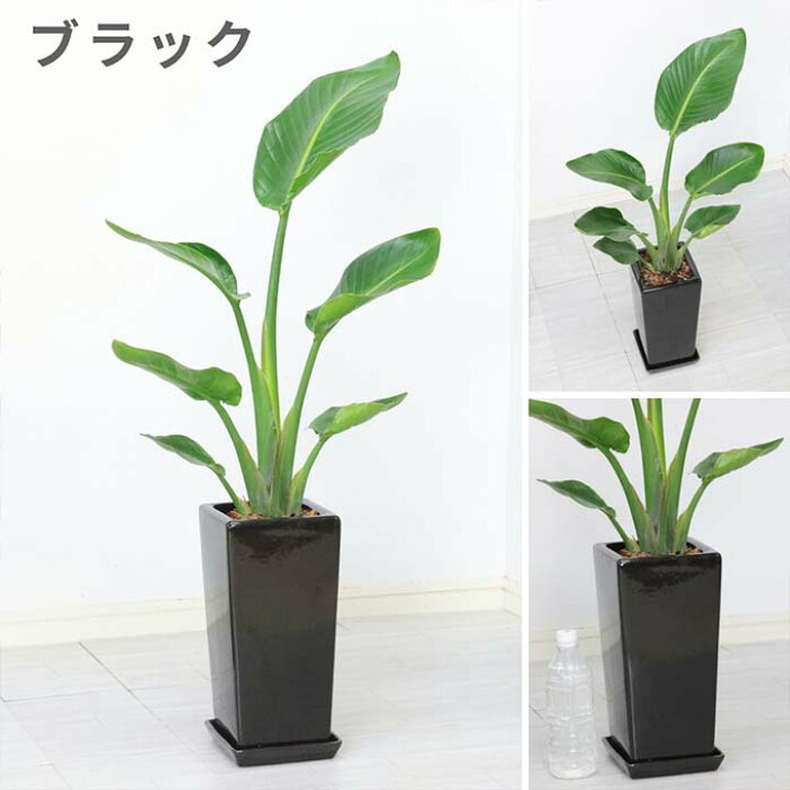 楽天市場】【数量限定販売】 ストレリチア オーガスタ 高さ約80cm 