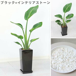 yʌ̔z Xg`A I[KX^ 80cm XNGA픫 IׂJ[   Ǘ Mt 엿܃v[g oVE Xg`A Strelitzia nicolai jRC V