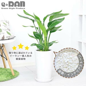 _|Cg5{^yʌ̔zXg`A I[KX^ 3d 80cmO 7TCY Eh픫  MtIׂ鑕 ϗtA 傫t ^ oVE Xg`A jR