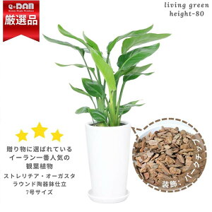 yʌ̔zXg`A I[KX^ o[N`bvt 3d Eh픫  Mt 80cmO 7TCY ϗtA 傫t ^ oVE Xg`A jRC V