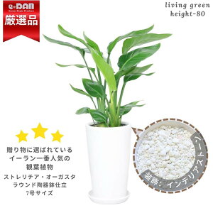 yʌ̔zXg`A I[KX^ CeAXg[t 80cmO 3d 7TCY Eh픫  Mt ϗtA 傫t ^ oVE Xg`A jR