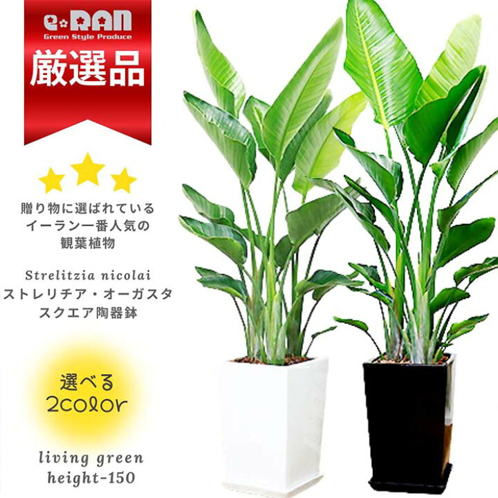 楽天市場】ストレリチア オーガスタ 高さ約150cm前後 2〜3株仕立 